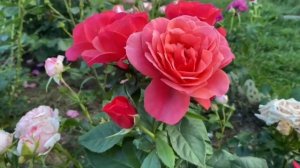 Великолепная роза Аптаун Герл (Uptown girl). Грандифлора. Цветение моего сада - сезон 2022