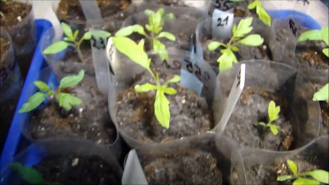 Мой день! Что делаю с рассадой томатов и огурцов. смотреть онлайн