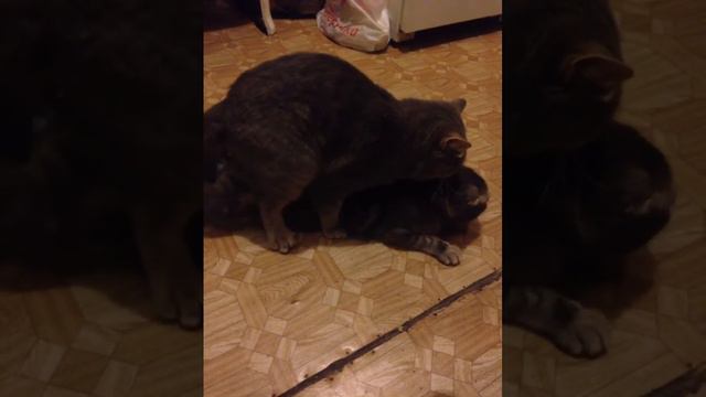 Вязка Лори и Арчик смотреть онлайн