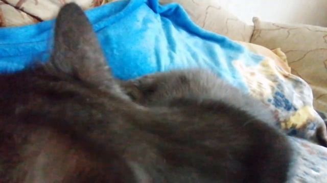 Киса с окрасом "черный дым" ищет дом. Привет от дочки Мамасики:) смотреть онлайн