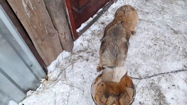 Куры🐔Утки🦆кролики 🐇 Вечерний обход хозяйства