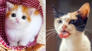 Смешные котики для детей? Подборка видео самых маленьких котят. Приколы с котятами.