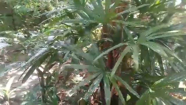 Como eu régo as minhas plantas смотреть онлайн
