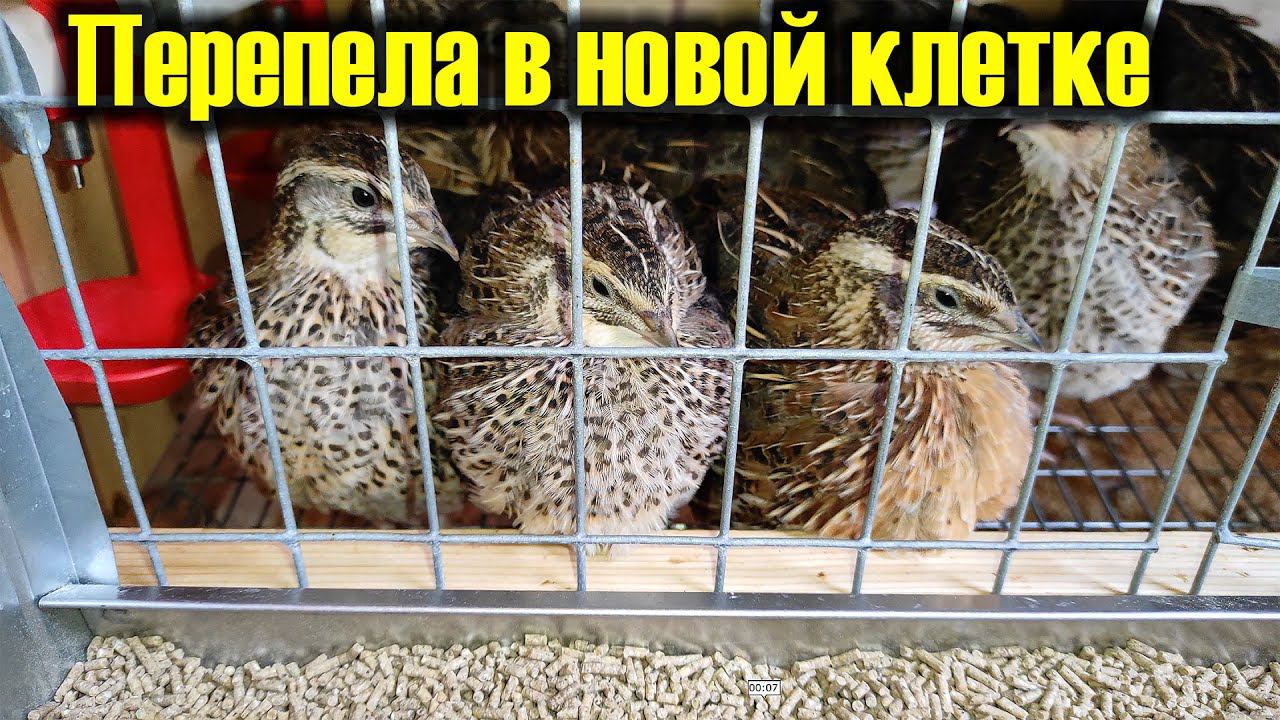 Перепела в новой клетке. Разведение перепелов смотреть онлайн