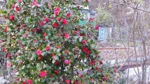 японская камелия