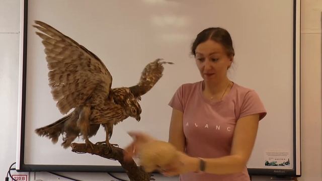 Видеопоздравление выпускникам 9-х классов смотреть онлайн