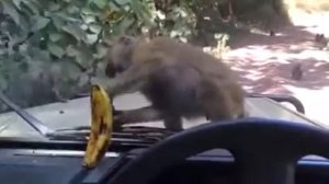 Издевательство над обезьяной * Monkey & Banana