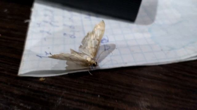 3 сентября мотылёк смотреть онлайн