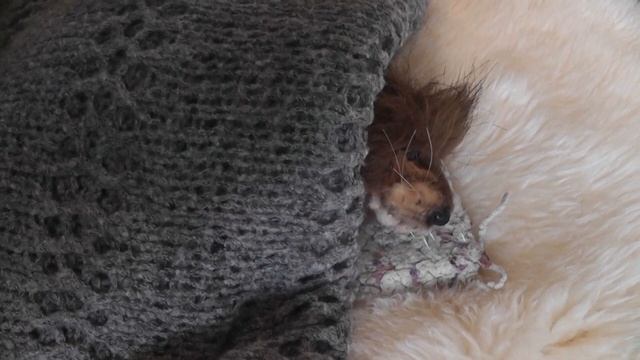 Сны ондатра смотреть онлайн