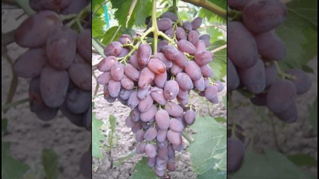ВИНОГРАД АМЕТИСТ НОВОЧЕРКАССКИЙ смотреть онлайн