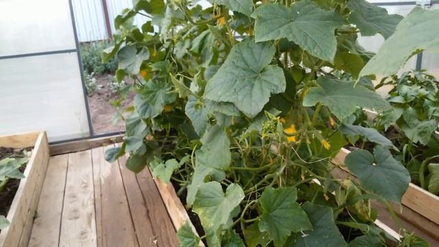 ВЯНУТ ЛИСТЬЯ У ОГУРЦОВ? КАК СПАСТИ РАСТЕНИЕ? смотреть онлайн