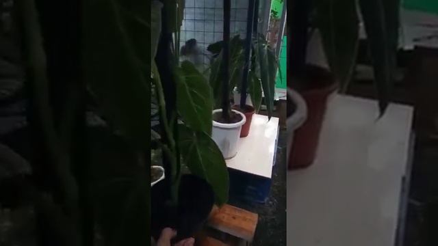 Melanochrysum 4 daun смотреть онлайн