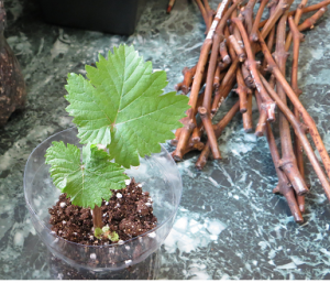 Подготовка виноградных черенков к обеззараживанию и замачиванию