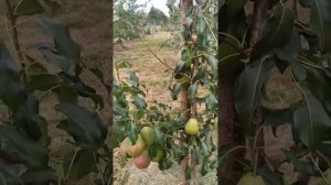 груша" Красавица Черненко       =  Русская красавица,"осеннего срока созревания .Вас приятно удивит