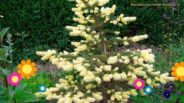 Ель колючая Майлголд. Краткий обзор, описание характеристик, где купить picea pungens Maigold смотреть онлайн