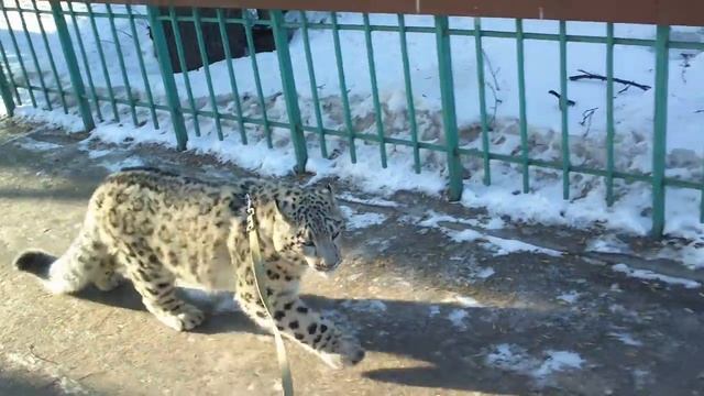 Нанди (ирбис) 14.03.13 часть 1 смотреть онлайн