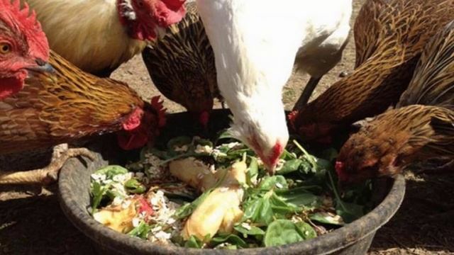 Можно ли давать курам свеклу смотреть онлайн