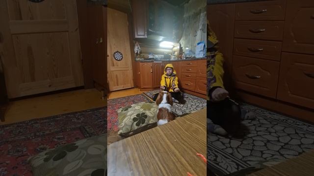 Тайная жизнь собак 31 продолжение смотреть онлайн
