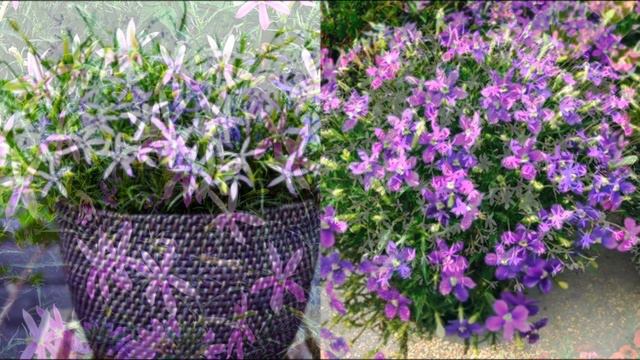 ЭФФЕКТНЫЙ НЕПРИХОТЛИВЫЙ ЦВЕТОК с МЕГА ОБИЛЬНЫМ Цветением ВСЕ ЛЕТО по ОКТЯБРЬ! смотреть онлайн