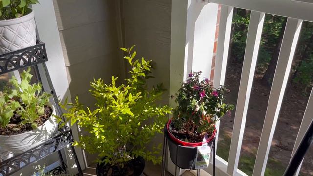 Unbelievable Patio Garden Transformation | Small Space Gardening смотреть онлайн