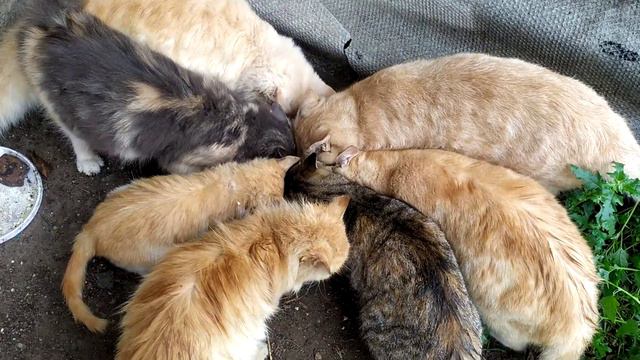 Спасение уличных котиков. Кормлю бездомных котиков смотреть онлайн