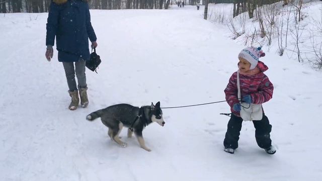 Прогулка с волками. Хаски в поисках еды. смотреть онлайн