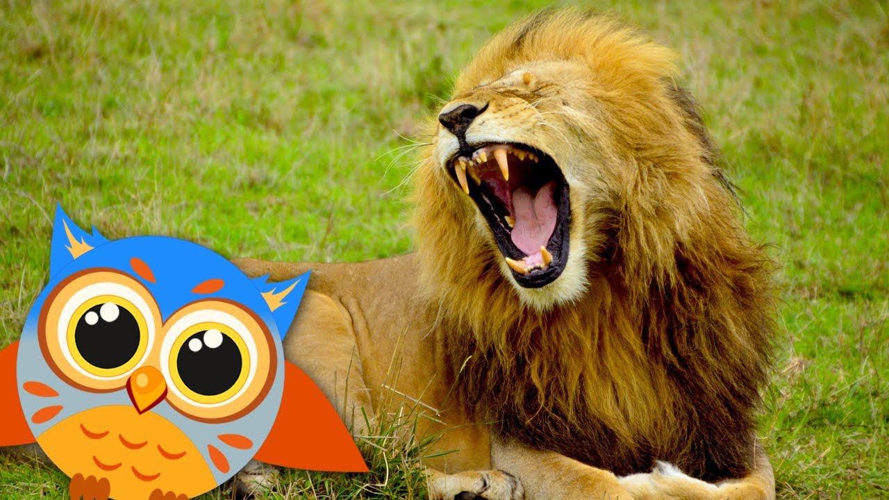 Животные Африки для детей - Учим голоса и звуки. Развивающее видео смотреть онлайн