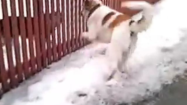 собачьи бои смотреть онлайн