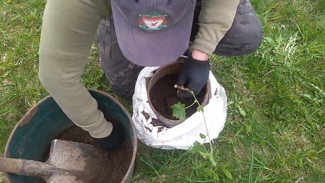 Лучший способ посадки молодых саженцев винограда смотреть онлайн