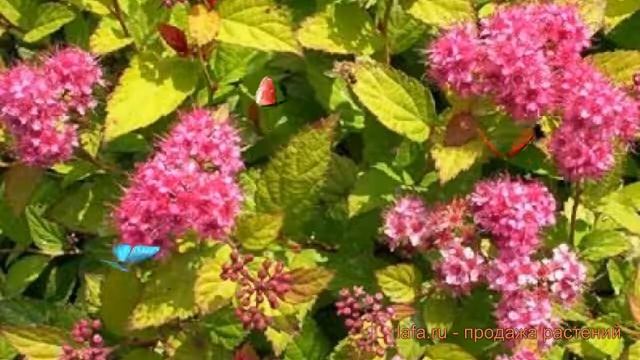 Спирея японская Голдмаунд (spiraea Japonica Goldmound) ? обзор: как сажать, саженцы спиреи Голдмаун