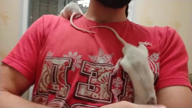 Крыски Уголке и Чернушка мою шею и пойдя на побег запутались и прибежали домой смотреть онлайн