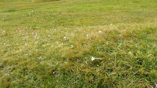 Melody of Alpine cow bells / Мелодия альпийских колокольчиков смотреть онлайн