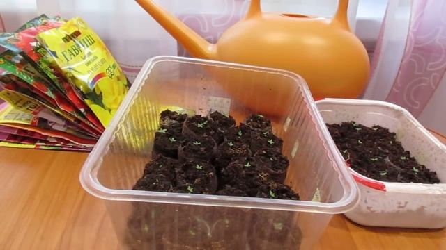 Эустома Всходам 15 дней смотреть онлайн