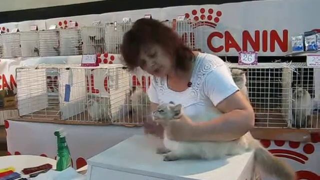Международная выставка кошек (кошка Фея) смотреть онлайн