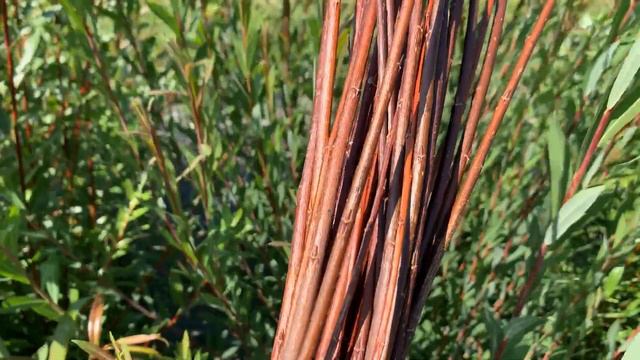 Jagiellonka Willow смотреть онлайн