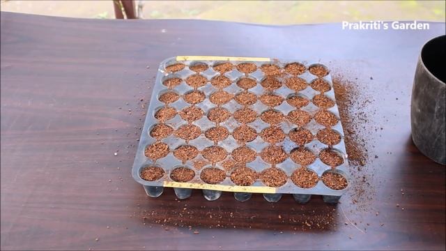 Grow Cardamom plant from seed | इलायची का पौधा घर पर उगाएं इन दो तरीकों से смотреть онлайн