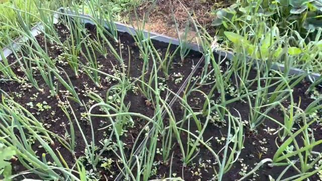 Мой мини город с Wildberries. Показываю удачные покупки для сада и огорода смотреть онлайн