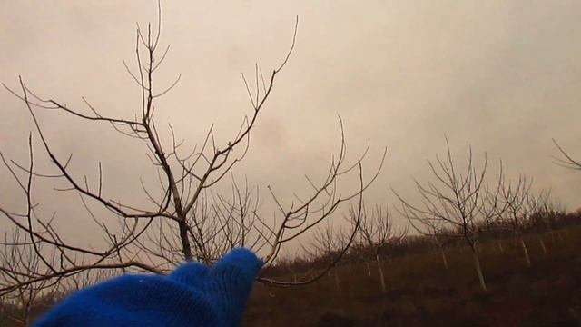 Как исправить крону грецкого ореха. смотреть онлайн