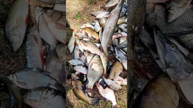 Поймали немного рыбки! Ловил сетями имея разрешение на промышленную добычу. смотреть онлайн