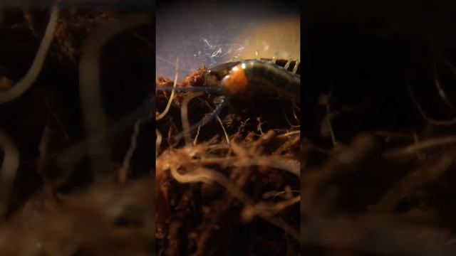 Кольчатая сколопендра ест (Scolopendra cingulata) смотреть онлайн
