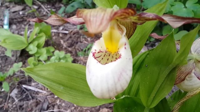 Венерины башмачки, сорт Кентуки макси смотреть онлайн