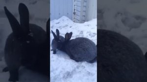 Кролики Полтавское серебро