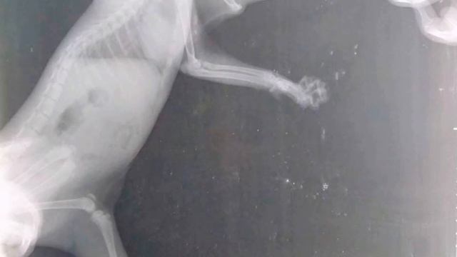 Коротко о котенке с поломанными лапками смотреть онлайн