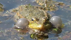 Как квакает лягушка? Frog Croaking sound