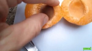 Абрикос Крупноплодный Дуки, Астрахань 2022г.