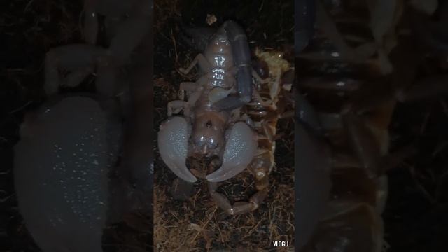 Newly molt Heterometrus Swammerdami(Giant Forest Scorpion) #Scorpion #arthropoda смотреть онлайн