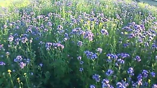 Моя пасека (фацелия в лучах заходящего солнца) смотреть онлайн