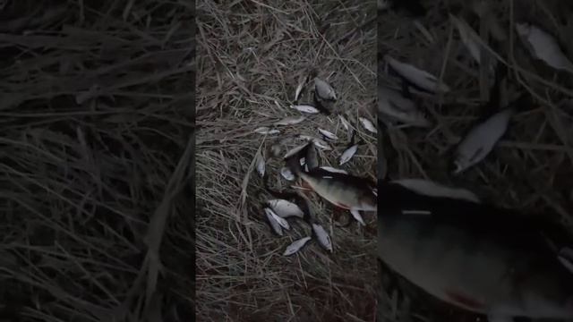 Рыбалка река Пышма. Сухой Лог. смотреть онлайн