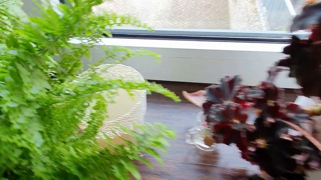 Как я удобряю большую коллекцию домашних растений в марте? смотреть онлайн