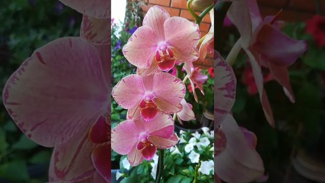 МОИ ОРХИДЕИ (ФАЛЕНОПСИСЫ), НОВИНКИ С СЮРПРИЗАМИ) смотреть онлайн